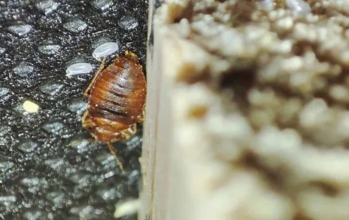 Do Bed Bugs Have Natural Enemies