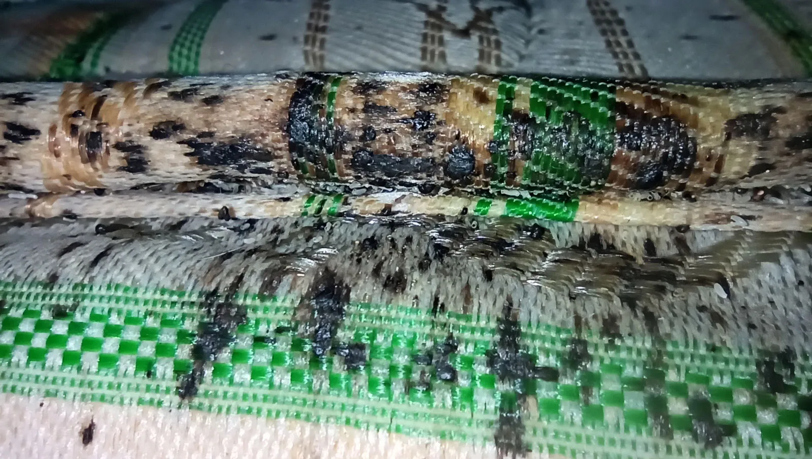 Characteristics of Bed Bug Dropping