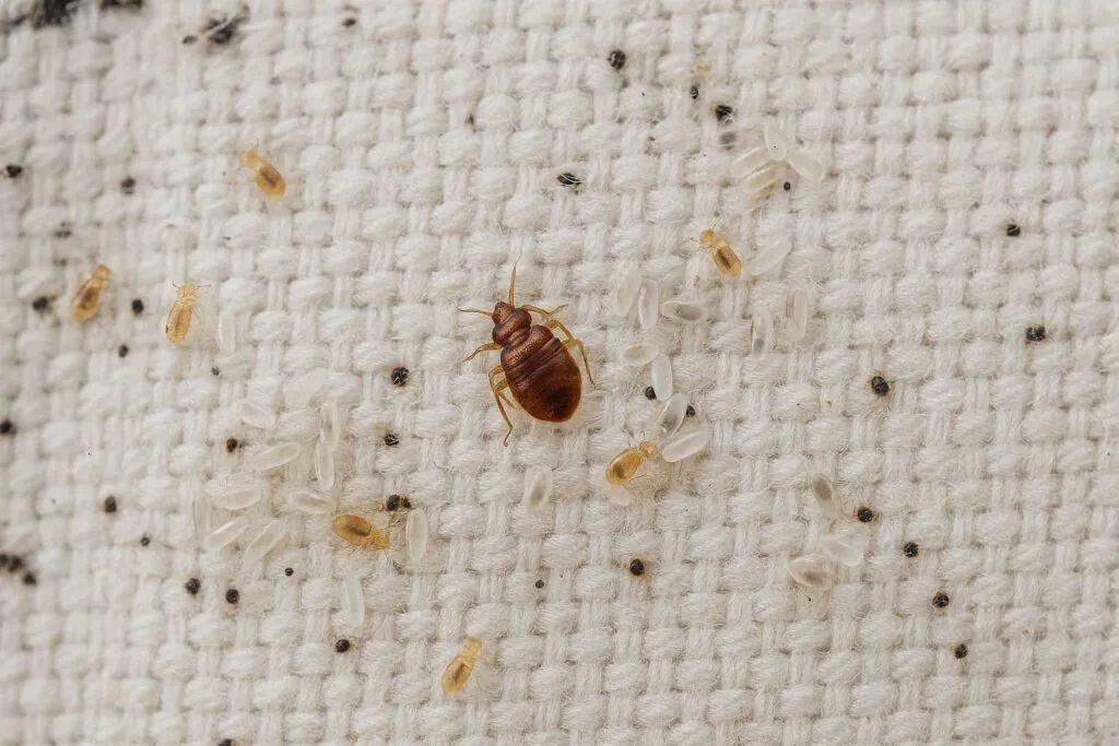 Bed Bug