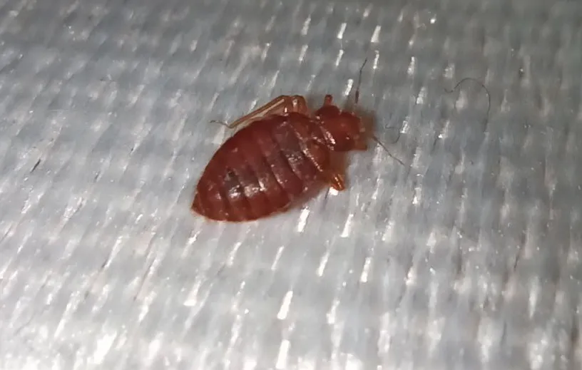Adult Bed Bug