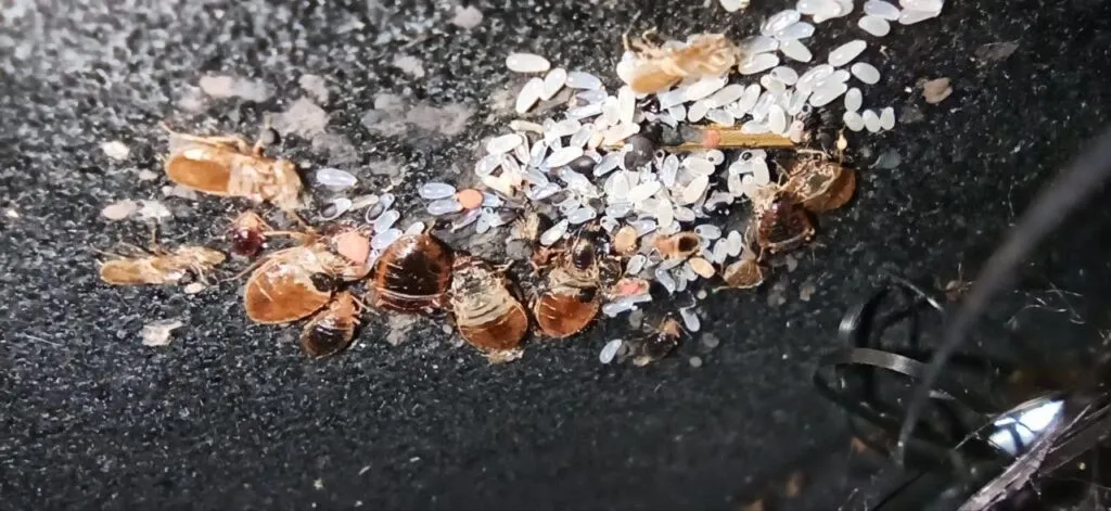 Bed Bug Eggs