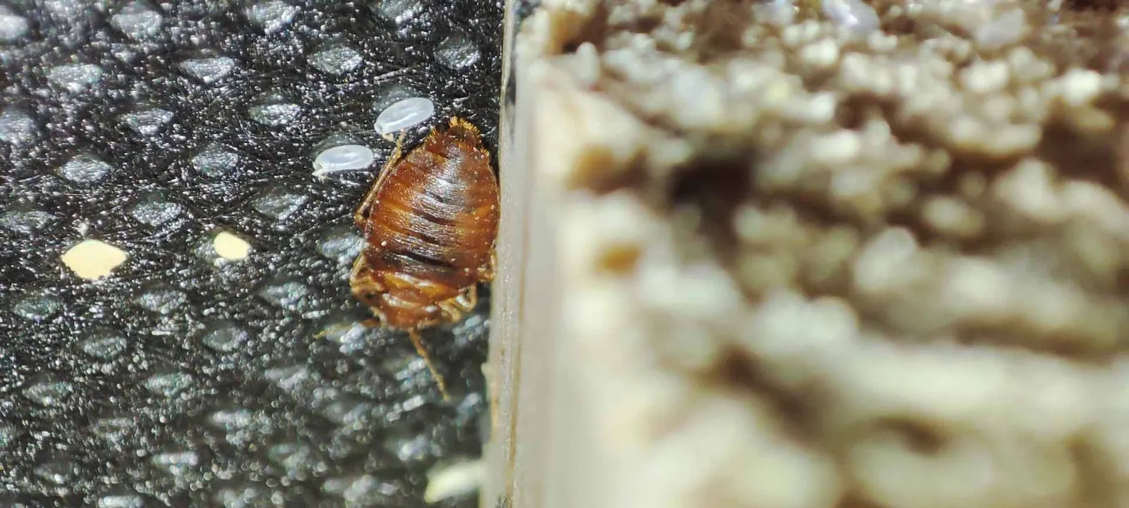 Do Bed Bugs Have Natural Enemies