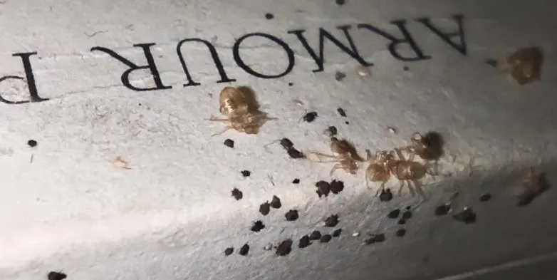 Nymph Bed Bug