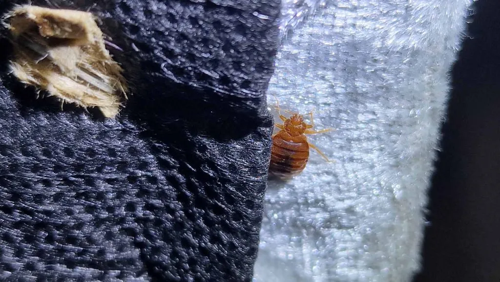 Consequences of Bed Bug Infestation