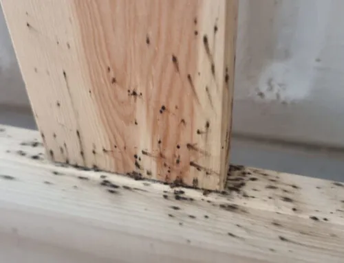 Do Bed Bugs Live Inside Wooden Beds?