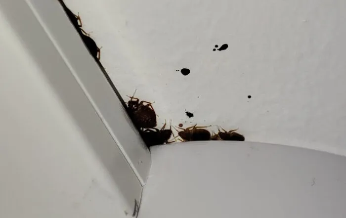 bed bugs spread between flats