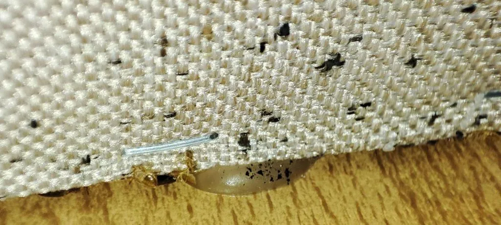 Bed bug faeces