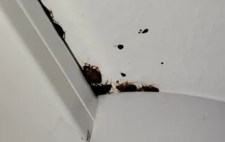 bed bugs spread between flats