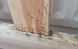 Bed bugs in wood bed frame