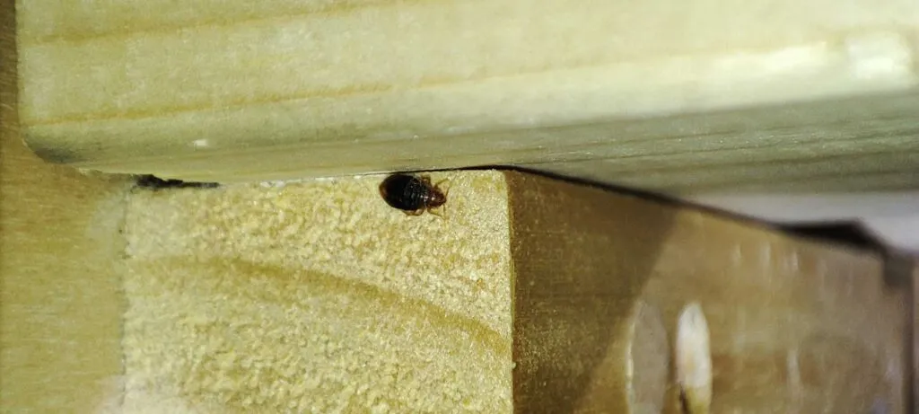 Bed bug wood cracks closeup