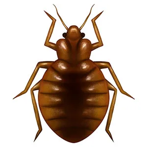 how to recognise a bed bug