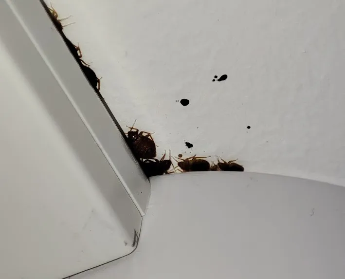 bed bugs spread between flats