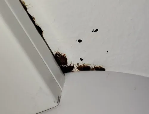 How likely are bed bugs to spread between flats?
