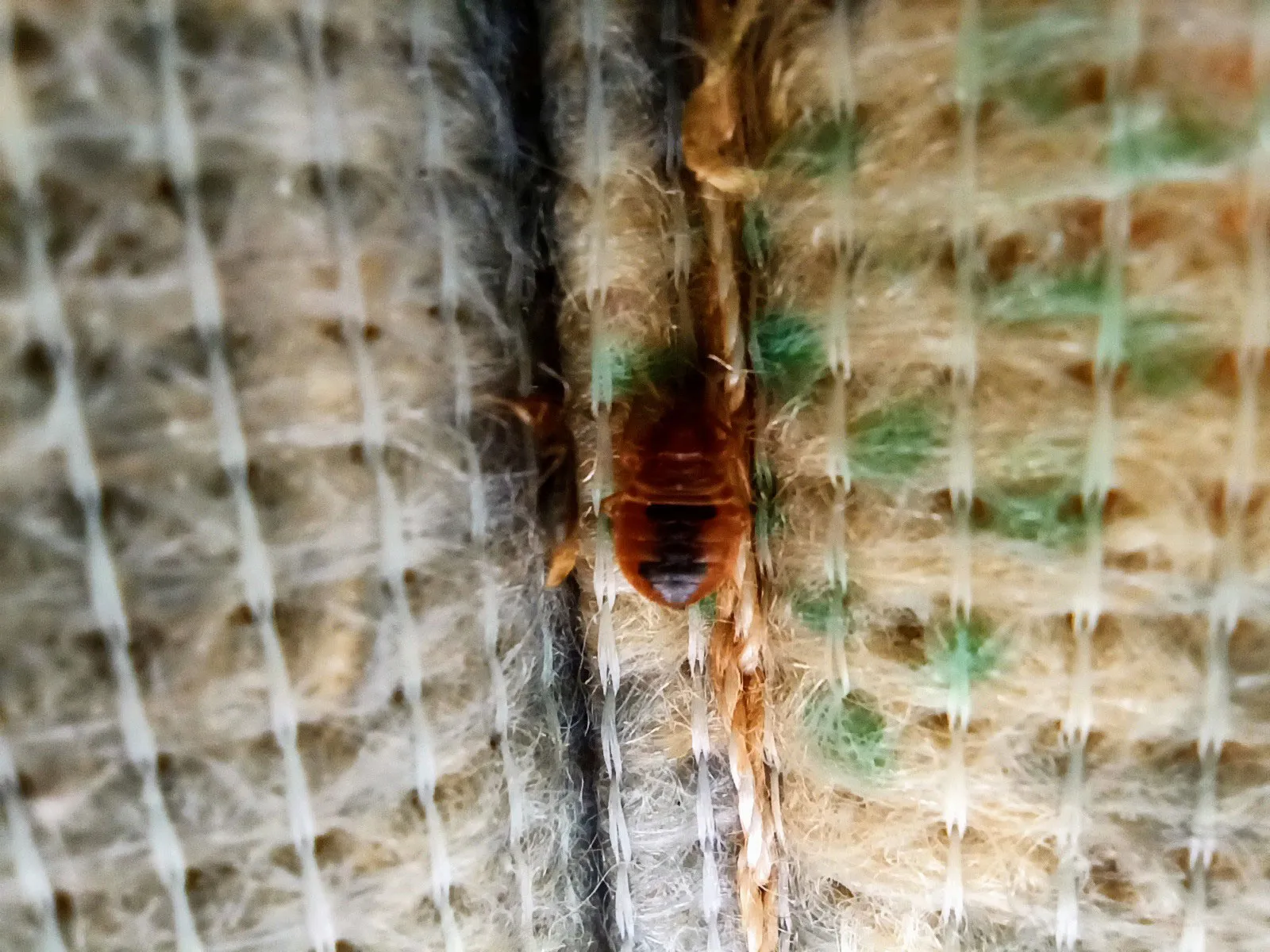 bed bug