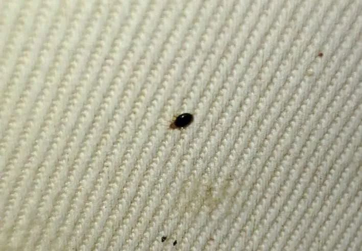 Closer image of a bed bug