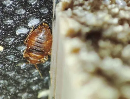 What Eats Bed Bugs? Natural Predators and Enemies of Bed Bugs